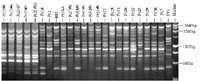 Figure 16. Products of inter-simple sequence repeats (ISSR) test of Phytophthora capsici using primer (GTC)7. Marker is a 1-kb ladder (Promega, Inc. Madison, WI)(Courtesy M. Babadoost) .