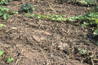 Figure 19. A pumpkin field in Illinois with severe foliar blight and fruit rot caused by Phytophthora capsici (a field with 100% yield losses). (Courtesy M. Babadoost)