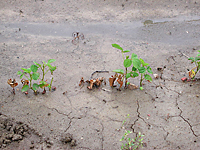 Figure 2. Damping-off caused by Phytophthora sojae. Seeds and seedlings may become infected both prior to and shortly after emergence (Courtesy A. Dorrance).
