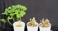 Figure 11. Partial resistance to Phytophthora sojae is measured in a layer cup test. Seeds are placed in pots above a layer of inoculum and allowed to grow for 2 to 3 weeks. The amount of root rot that develops indicates the level of resistance in the soybean entry (Courtesy D. Mills). 