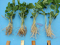 Figure 12. High rates of seed treatment with metalaxyl and mefenoxam are more effective against Phytophthora sojae than lower labeled rates. Here, seed was (from left to right) either not treated, or treated with low, medium or high labeled rates of metalaxyl. Seeds were then planted and seedlings inoculated with a zoospore suspension. Picture was taken 14 days after inoculation (Courtesy A. Dorrance). 