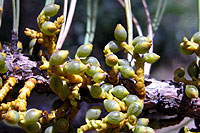 Southwestern dwarf mistletoe (Arceuthobium vaginatum subsp. cryptopodum) with bicolored, mature fruits on fine, bent pedicels th