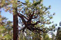 Figure 4. Witches’ broom in a lower branch of a ponderosa pine resulting from old infection by southwestern dwarf mistletoe. [co