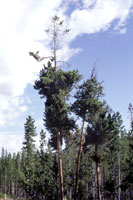 Figure 5. Crown symptoms of infection by lodgepole pine dwarf mistletoe (Arceuthobium americanum) include multiple, systemic bro
