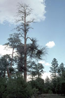 Figure 6. Ponderosa pine snag killed by severe infections of southwestern dwarf mistletoe as evidenced from many witches’ brooms