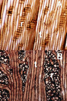 Figure 13. Wood of lodgepole pine: (A) slightly oblique radial section of healthy wood with (r) rays and (t) tracheids and (B) t
