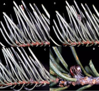 Figure 15. Inoculation by fir dwarf mistletoe: (A) a seed is intercepted by a needle, (B) hydrophilic viscin absorbs water, (C) 