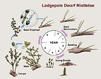 Figure 16. Life cycle of lodgepole dwarf mistletoe. [provided by W. Jacobi]
