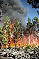 Figure 17. Large fuel accumulation and crown fire of stand of lodgepole pine severely infested by dwarf mistletoe. [courtesy D. 