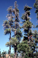 Figure 18. Old lodgepole pine with severe infestation of dwarf mistletoe as evident from crown symptoms. [courtesy F. Hawksworth
