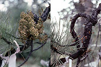 Figure 22. Chemical control of lodgepole dwarf mistletoe with topical treatment of ethephon; before application (A) and several 