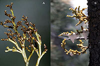 Figure 23. Biotic associates of dwarf mistletoe include pathogenic fungi and herbivorous insects; (A) Colletotrichum killing aer