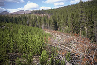 Figure 24. A cut border isolates a regenerated lodgepole pine stand from an adjacent, mistletoe-infested stand. The young regene