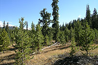 Figure 26. Silviculture can reduce mistletoe infestation. In this stand, mature lodgepole pine (mostly infected) was removed, lo