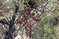 Figure 36. Phoradendron is a genus of native, North American mistletoes that occur on numerous species of desert shrubs, juniper