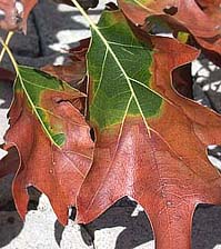 Figure 1. Bacterial leaf scorch of oak (Quercus rubra). Look for a pronounced marginal discoloration with a dull red or yellow h