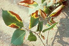Figure 3. Leaf scorch of elm caused by Xylella fastidiosa. Note that symptoms are irregular in shape, and a bright yellow “band”