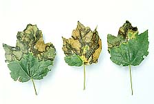 Figure 4a. Symptoms of bacterial leaf scorch on red maple, Acer rubrum (Courtesy J. L. Sherald, APS Woody Ornamentals Digital Im