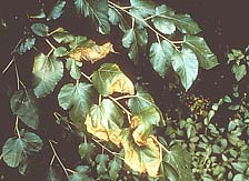 Figure 4b. Symptoms of bacterial leaf scorch on white mulberry (Morus alba) (Courtesy J.L. Sherald, APS Woody Ornamentals Digita