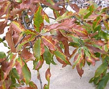 Figure 4c. Symptoms of bacterial leaf scorch on shingle oak (Quercus imbricaria) (Courtesy A.B. Gould)
