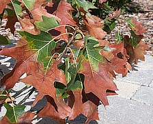 Figure 8. Due to the determinate growth habit of oak, most leaves on a branch affected by Xylella fastidiosa will exhibit scorch