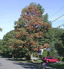 Figure 9. As bacterial leaf scorch of oak progresses, more branches develop symptoms. About 60% of the crown of this tree is aff