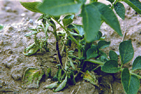 Escurecimento de hastes e murcha de folhas são típicos da Canela Preta <BR>da cultura da batata (Pé Negro da Bateira, pt)(Cortesia de S.H. De Bôer)