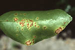 Figura 4. Raised lesions on lower leaf surface. (Courtesy J.H. Graham)