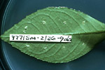 Figura 13. Detached leaf culture of Xanthomonas axonopodis pv. citri on trifoliate orange leaf. (Courtesy J.H. Graham)