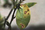 Figure 15. Foliar lesions on Mexican (Key) lime. (Courtesy T.R. Gottwald, copyright-free)