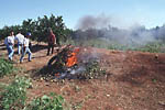 Figura 31. Clearing and burning infected or exposed citrus grove trees to eradicate canker. (Courtesy J.H. Graham)