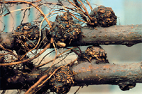 Figure 1. Crown gall of Mark apple rootstock (Courtesy A.L. Jones).