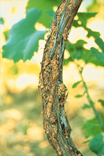 Figure 2. Small, pimple-like galls of crown gall (Agrobacterium vitis) extending up the trunk of a grapevine. (Courtesy T.G. Burr)