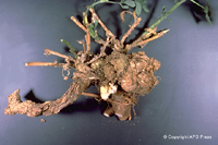 Figure 4. Crown gall on a 4-year-old alfalfa plant. (Courtesy D.C. Erwin)