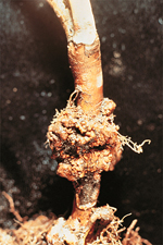 Figure 7- Gall caused by Agrobacterium tumefaciens on a young highbush blueberry plant. (Courtesy R.S. Byther)
