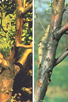 Figure 6. Active (left) and dormant (right) fire blight cankers on mature apple branches. (Courtesy A. Jones)