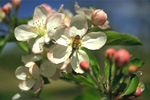 Figure 10. Apples blossoms with honey bee. (Courtesy K. Johnson)