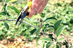 Figure 13. Pruning of fire blight 20-25 cm below active infection. (Courtesy T. Smith)