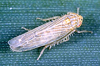 Figure 11. Dalbulus maidis, leafhopper vector of corn stunt spiroplasma. (Courtesy A. Wayadande)