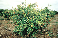 Figure 16. Citrus variegated chlorosis disease. (Courtesy M.J.G. Beretta)