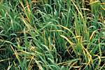 Figure 3. Yellowing symptoms of BYD on barley. (Courtesy P.A. Burnett)