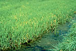 Figure 7. Yellowing symptoms of BYD on rice. (Courtesy R.J. Sward)