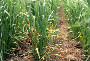 Like many plant diseases that are caused by viruses, barley yellow dwarf (BYD) is named for an economically important host (barl