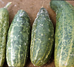 Figure 2. Misshapen and mottled cucumber fruit due to Cucumber mosaic virus infection (Courtesy T.A. Zitter). 