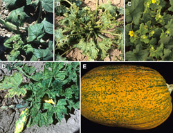 Figure 3 A-E. CMV infection of cucurbits 3A. Severe epinasty in summer squash. 3B. Stunted and malformed leaves and fruit surfac
