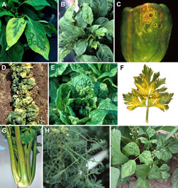 Figure 4 A-I. CMV symptoms on non-cucurbit crops 4A. Oak leaf and ringspot patterns on pepper. 4B. Malformed, dull light green l