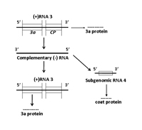 Figure 7c. Replication of RNA 3 leading to the production of the 3a protein and the subgenomic RNA 4 which encodes the coat prot