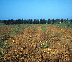 Figure 8. Tomato field in southern Italy infected with CMV and a satellite RNA. (Courtesy D. Gallitelli)