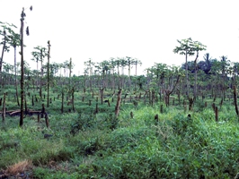 Figure 5.  Damage caused by PRS in a Puna papaya field.  (Courtesy of D. Gonsalves, copyright-free)