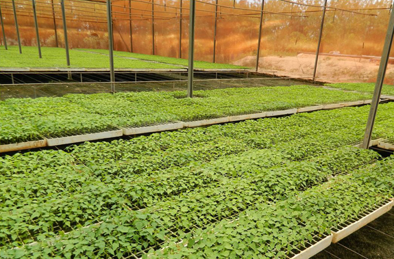 An agricultural nursery in the state of Ceará producing good quality virus-free papaya plantlets (Carica papaya). 